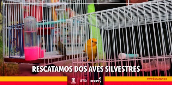 Dos aves silvestres fueron rescatadas del comercio ilegal en Bosa