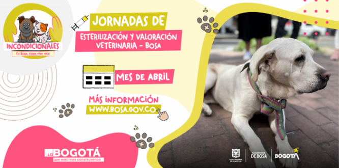 Desde la Alcaldía Local de Bosa se siguen adelantando las jornadas de esterilización y valoración médico-veterinaria, para los perros y gatos de hogares de paso, en habitabilidad de calle y tenedores responsables, a través del contrato 347 del 2022.