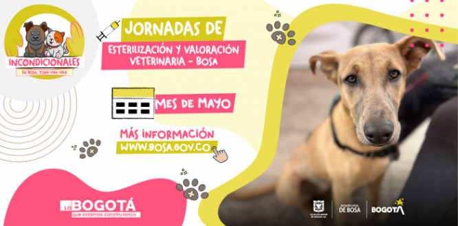 Desde la Alcaldía Local de Bosa se siguen adelantando las jornadas de esterilización para los perros y gatos que se encuentran en hogares de paso, en situación de habitabilidad de calle y/o cuentan con tenedor responsable, a través del contrato 347 del 2022.