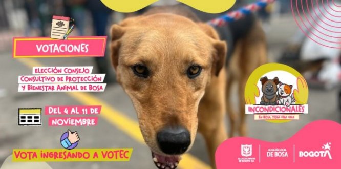 INICIO DE LAS VOTACIONES PARA LA ELECCIÓN DEL CONSEJO CONSULTIVO LOCAL PARA LA PROTECCIÓN Y EL BIENESTAR ANIMAL