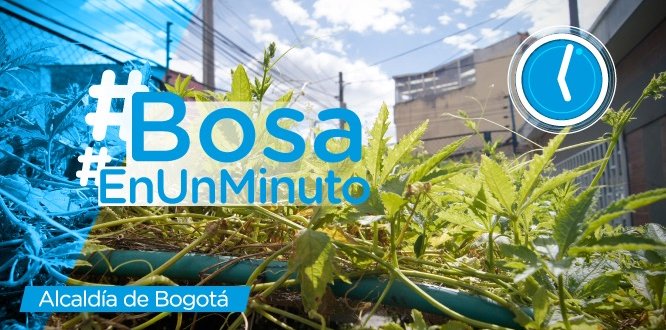 Boletín Informativo Bosa | julio 29 - agosto 4