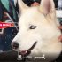 Empezó la semana de protección y bienestar animal en Bosa